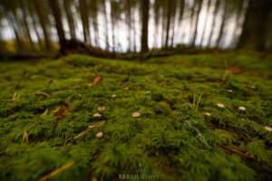 DSC_1272-1024x682