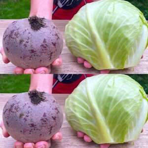 salat, janar keel