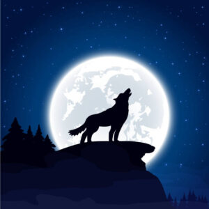 Halloween night background with wolf and Moon, illustration.