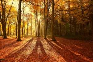 november . janar keel+