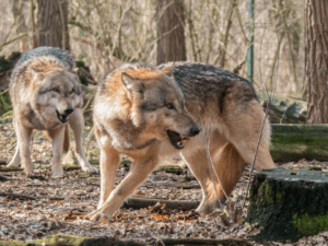 hunt