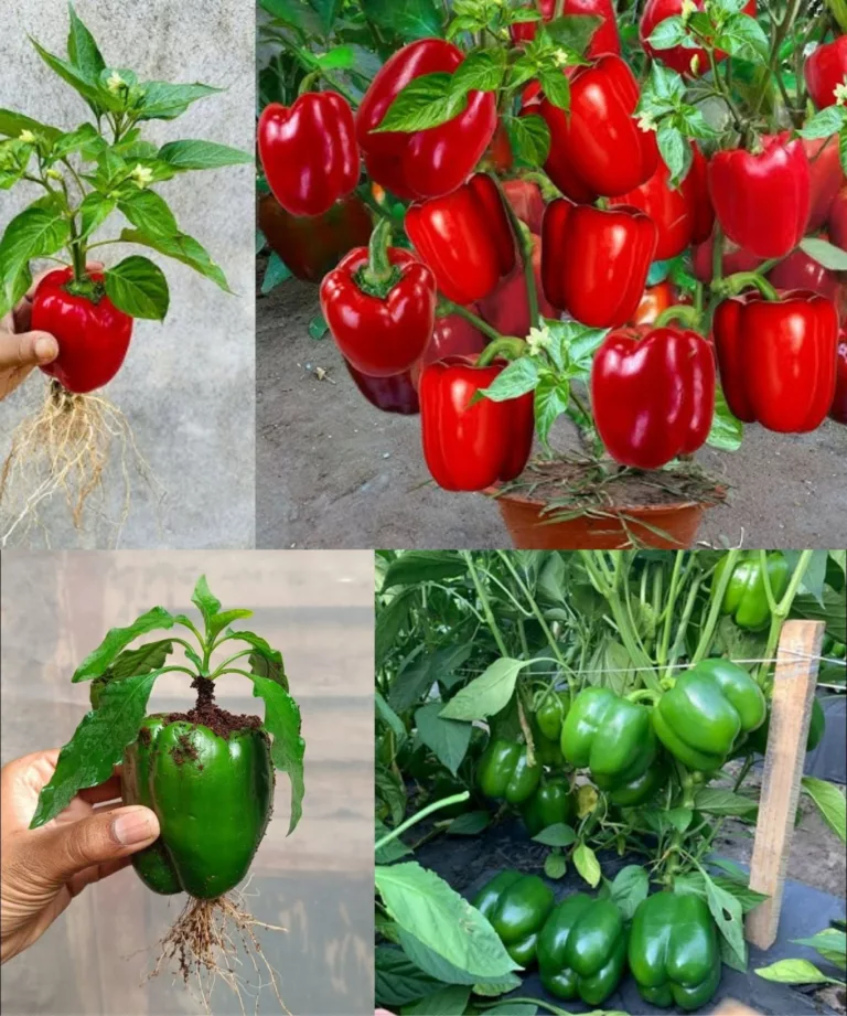 paprikas janar keel